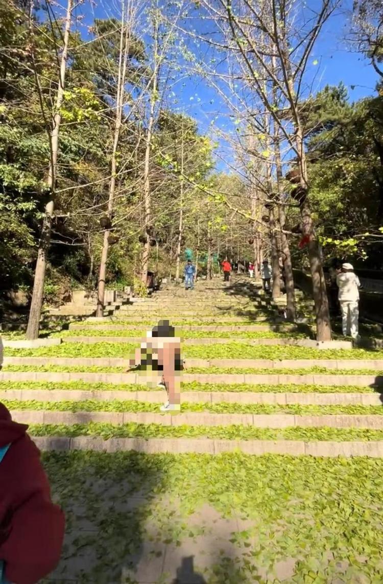 東北多地銀杏葉“未黃先落” 黃金大道成綠色通道