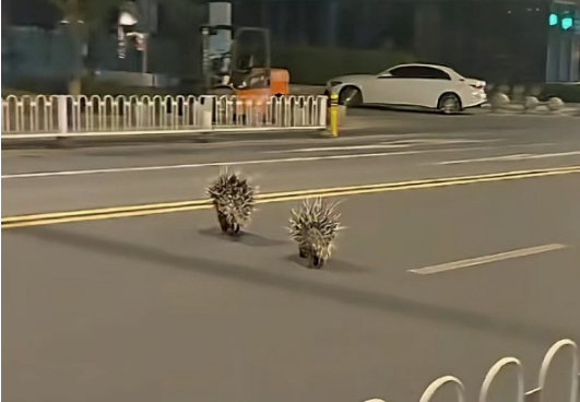 南京多位市民拍到兩只豪豬在街頭“夜跑”