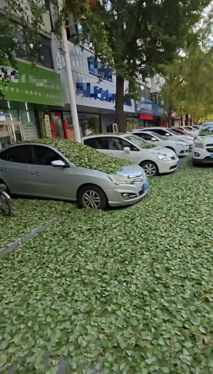 東北多地銀杏葉“未黃先落” 黃金大道成綠色通道