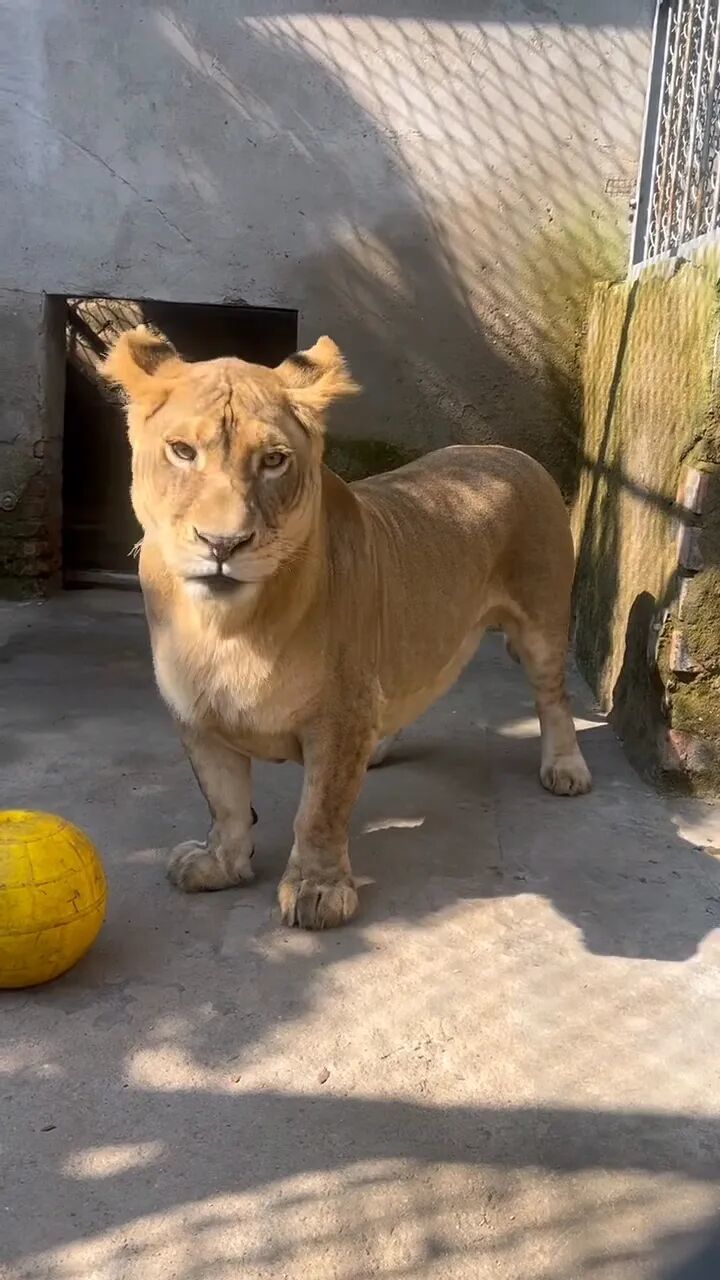 徐州非洲獅“柯基”因腿短走紅，動物園飼養員回應