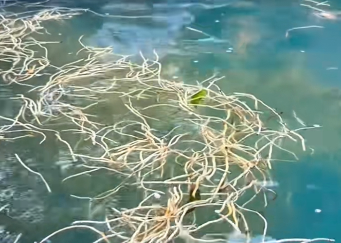 度假區回應推出“折耳根溫泉”：可以舒緩經絡，保證睡眠，泡完身上不會有異味