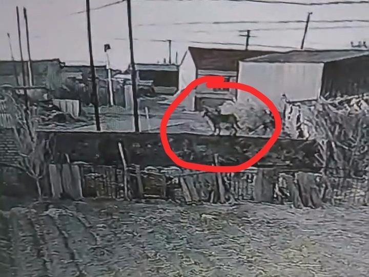 遼寧一農戶17只羊一夜之間被不明生物咬死,警方回應