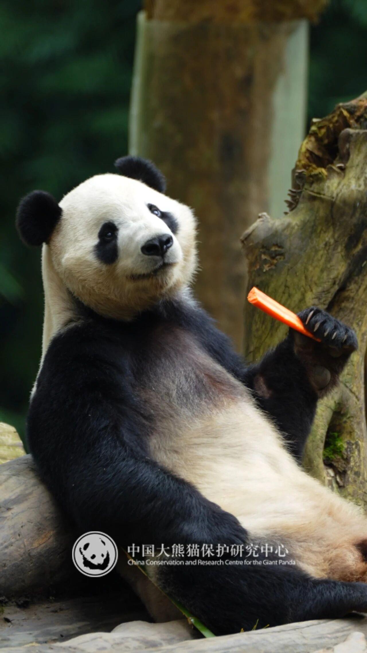 大熊貓“辰星”“曉月”今日前往馬來西亞開啟旅居生活