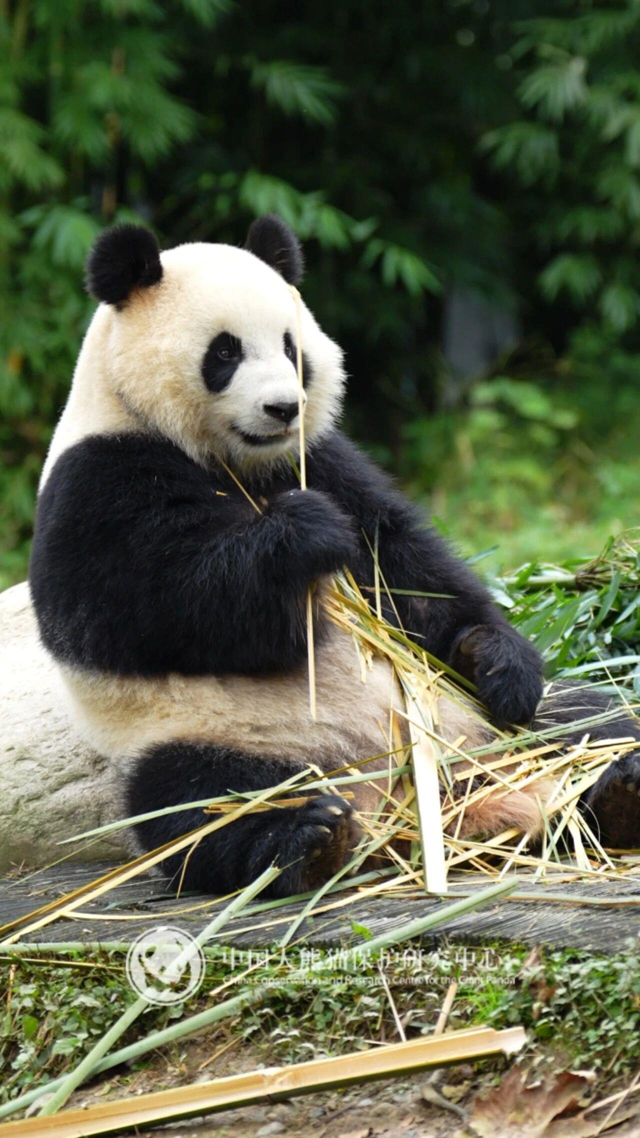 大熊貓“辰星”“曉月”今日前往馬來西亞開啟旅居生活