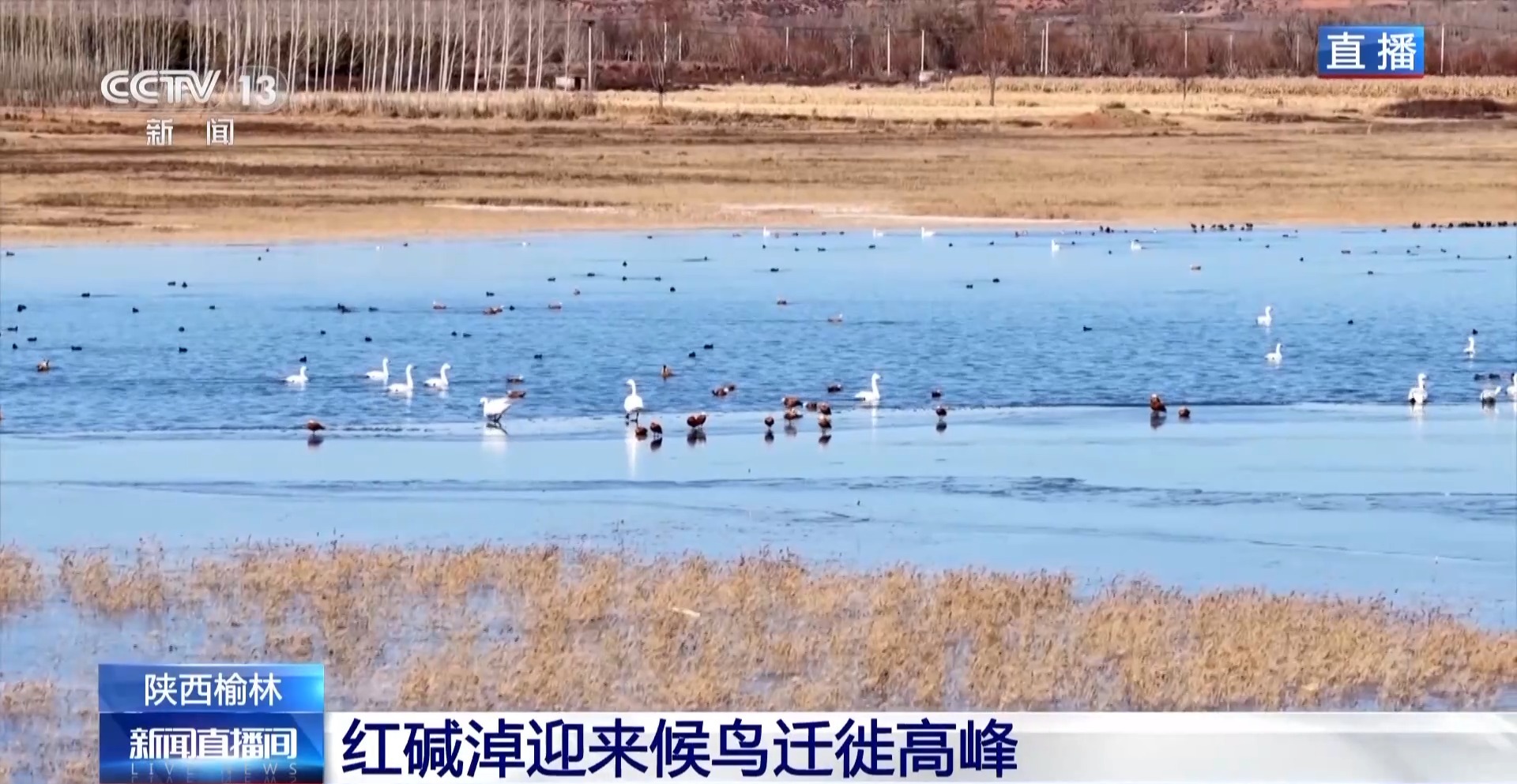 紅堿淖迎來候鳥遷徙高峰 保護區(qū)多舉措溫情護航