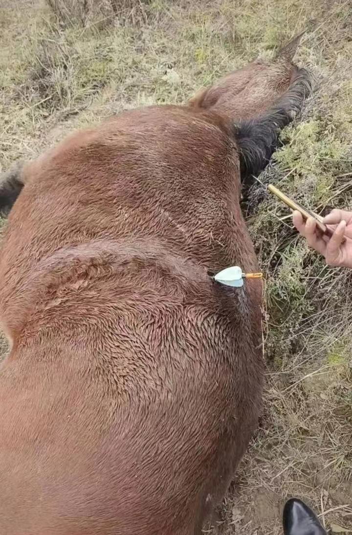 無人機射畜頻現 高科技產品緣何會變成“射殺”武器?