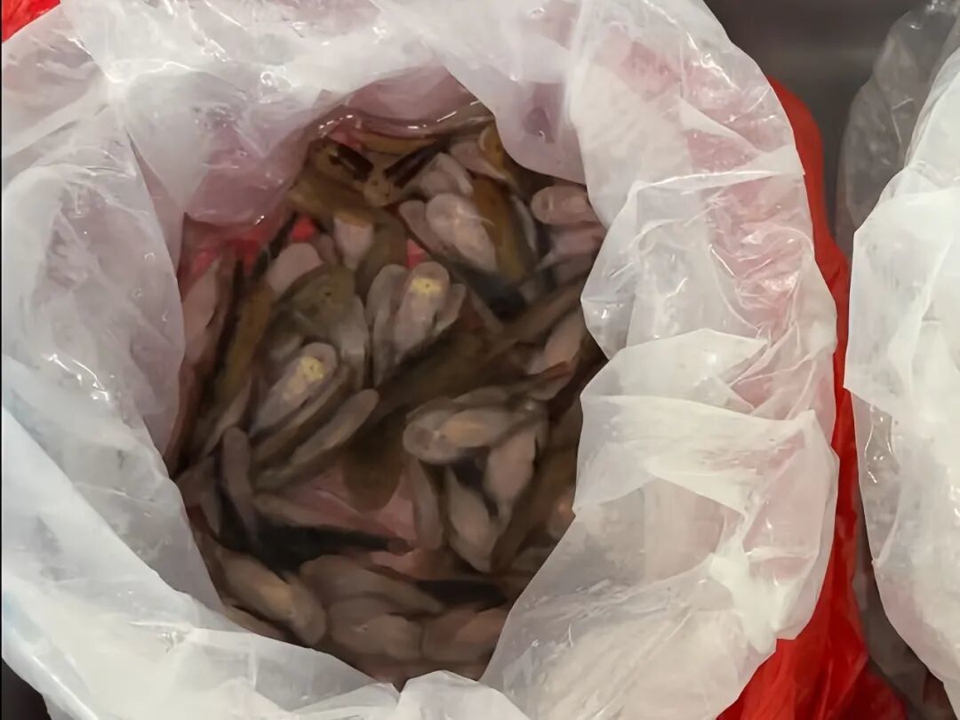 女子裙下藏229條活魚(yú)進(jìn)境,被海關(guān)查獲!