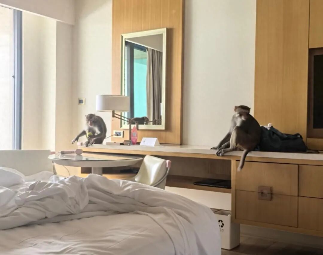 三亞一酒店回應三只獼猴“自帶水果”闖入客房：來自鹿回頭風景區，避免正面接觸，不要對視或采取任何動作